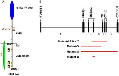 Functional Roles of the IgM Fc Receptor in the Immune System